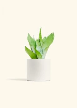 Moonshine Snake Plant, Medium 41 Moonshine Snake Plant, Medium -Home Living Store SNAKE MOONSHINE 6 CLASSIC WHITE 6 bckgrnd cream