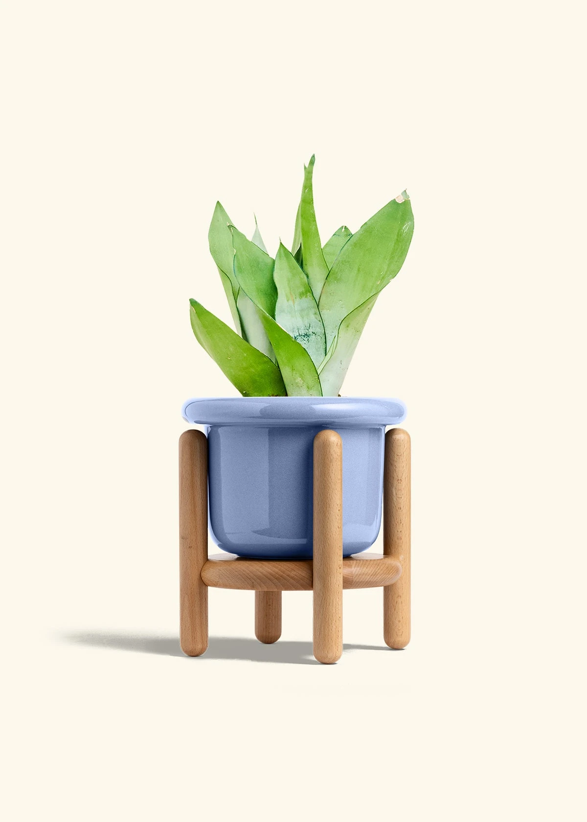 Moonshine Snake Plant, Medium 13 Moonshine Snake Plant, Medium - Image 11