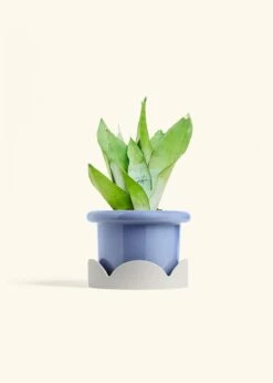 Moonshine Snake Plant, Medium 31 Moonshine Snake Plant, Medium -Home Living Store SNAKE MOONSHINE 6 FATLIP BLUE TRAY BEIGE 6 bckgrnd cream