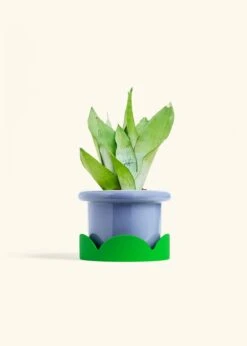 Moonshine Snake Plant, Medium 30 Moonshine Snake Plant, Medium -Home Living Store SNAKE MOONSHINE 6 FATLIP BLUE TRAY GREEN 6 bckgrnd cream