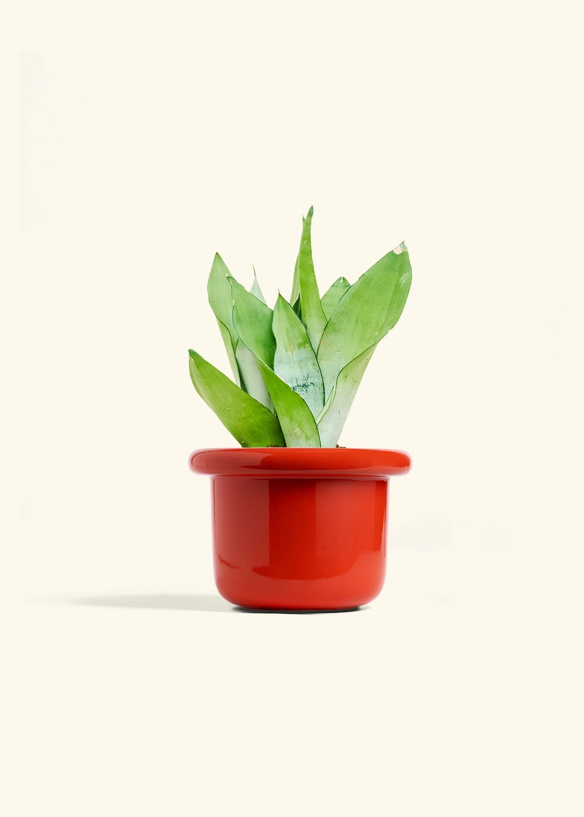 Moonshine Snake Plant, Medium 14 Moonshine Snake Plant, Medium - Image 12