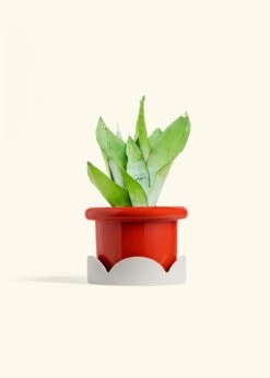 Moonshine Snake Plant, Medium 35 Moonshine Snake Plant, Medium -Home Living Store SNAKE MOONSHINE 6 FATLIP RED TRAY BEIGE 6 bckgrnd cream