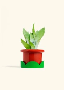 Moonshine Snake Plant, Medium 34 Moonshine Snake Plant, Medium -Home Living Store SNAKE MOONSHINE 6 FATLIP RED TRAY GREEN 6 bckgrnd cream