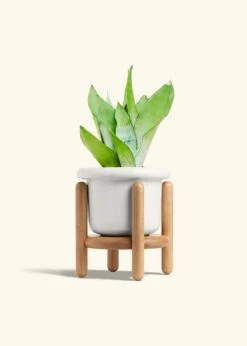 Moonshine Snake Plant, Medium 28 Moonshine Snake Plant, Medium -Home Living Store SNAKE MOONSHINE 6 FATLIP WHITE STAND 6 bckgrnd cream