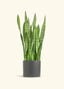 Snake Plant 'Zeylanica', XL -Home Living Store SNAKE ZEYLANICA 10 CLASSIC GREY 10 bckgrnd cream