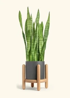 Snake Plant 'Zeylanica', XL -Home Living Store SNAKE ZEYLANICA 10 CLASSIC GREY STAND 10 bckgrnd cream