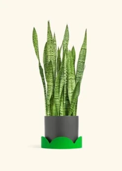 Snake Plant 'Zeylanica', XL -Home Living Store SNAKE ZEYLANICA 10 CLASSIC GREY TRAY GREEN 10 bckgrnd cream