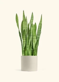 Snake Plant 'Zeylanica', XL -Home Living Store SNAKE ZEYLANICA 10 CLASSIC OAT 10 bckgrnd cream