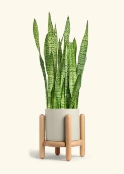 Snake Plant 'Zeylanica', XL -Home Living Store SNAKE ZEYLANICA 10 CLASSIC OAT STAND 10 bckgrnd cream