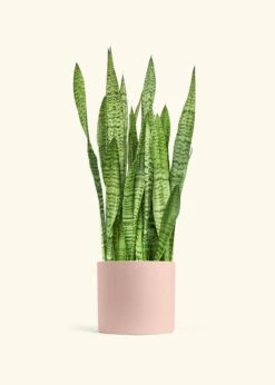 Snake Plant 'Zeylanica', XL -Home Living Store SNAKE ZEYLANICA 10 CLASSIC PINK 10 bckgrnd cream