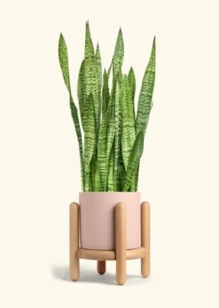 Snake Plant 'Zeylanica', XL -Home Living Store SNAKE ZEYLANICA 10 CLASSIC PINK STAND 10 bckgrnd cream