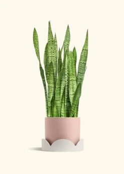 Snake Plant 'Zeylanica', XL -Home Living Store SNAKE ZEYLANICA 10 CLASSIC PINK TRAY BEIGE 10 bckgrnd cream