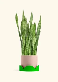 Snake Plant 'Zeylanica', XL -Home Living Store SNAKE ZEYLANICA 10 CLASSIC PINK TRAY GREEN 10 bckgrnd cream