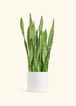 Snake Plant 'Zeylanica', XL -Home Living Store SNAKE ZEYLANICA 10 CLASSIC WHITE 10 bckgrnd cream