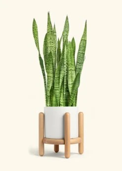 Snake Plant 'Zeylanica', XL -Home Living Store SNAKE ZEYLANICA 10 CLASSIC WHITE STAND 10 bckgrnd cream