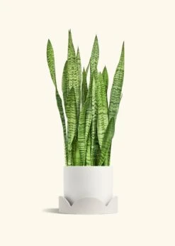 Snake Plant 'Zeylanica', XL -Home Living Store SNAKE ZEYLANICA 10 CLASSIC WHITE TRAY BEIGE 10 bckgrnd cream