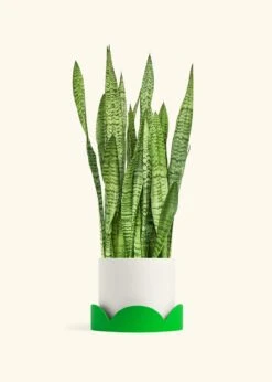 Snake Plant 'Zeylanica', XL -Home Living Store SNAKE ZEYLANICA 10 CLASSIC WHITE TRAY GREEN 10 bckgrnd cream