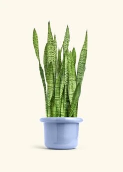Snake Plant 'Zeylanica', XL -Home Living Store SNAKE ZEYLANICA 10 FATLIP BLUE 10 bckgrnd cream