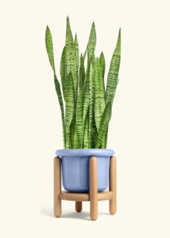 Snake Plant 'Zeylanica', XL -Home Living Store SNAKE ZEYLANICA 10 FATLIP BLUE STAND 10 bckgrnd cream