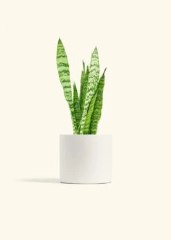 Snake Plant 'Zeylanica', Medium -Home Living Store SNAKE ZEYLANICA 6 CLASSIC WHITE 6 bckgrnd cream