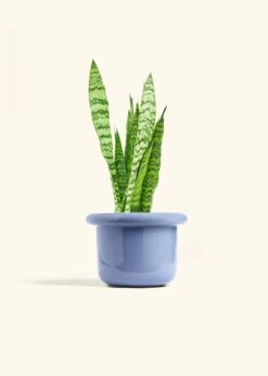 Snake Plant 'Zeylanica', Medium -Home Living Store SNAKE ZEYLANICA 6 FATLIP BLUE 6 bckgrnd cream