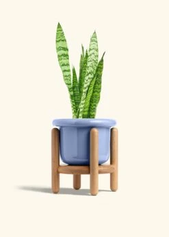 Snake Plant 'Zeylanica', Medium -Home Living Store SNAKE ZEYLANICA 6 FATLIP BLUE STAND 6 bckgrnd cream