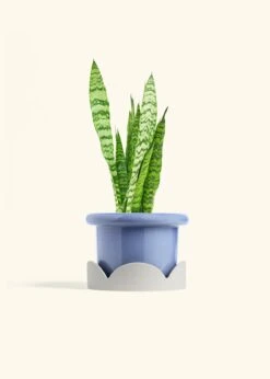 Snake Plant 'Zeylanica', Medium -Home Living Store SNAKE ZEYLANICA 6 FATLIP BLUE TRAY BEIGE 6 bckgrnd cream