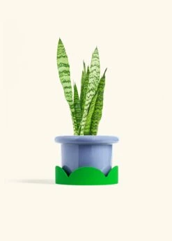 Snake Plant 'Zeylanica', Medium -Home Living Store SNAKE ZEYLANICA 6 FATLIP BLUE TRAY GREEN 6 bckgrnd cream