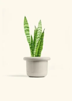 Snake Plant 'Zeylanica', Medium -Home Living Store SNAKE ZEYLANICA 6 FATLIP OAT 6 bckgrnd cream