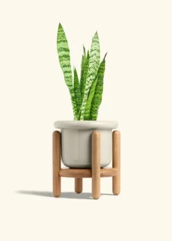 Snake Plant 'Zeylanica', Medium -Home Living Store SNAKE ZEYLANICA 6 FATLIP OAT STAND 6 bckgrnd cream