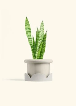 Snake Plant 'Zeylanica', Medium -Home Living Store SNAKE ZEYLANICA 6 FATLIP OAT TRAY BEIGE 6 bckgrnd cream