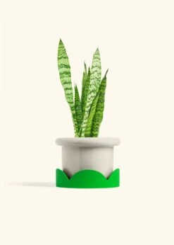 Snake Plant 'Zeylanica', Medium -Home Living Store SNAKE ZEYLANICA 6 FATLIP OAT TRAY GREEN 6 bckgrnd cream