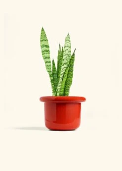 Snake Plant 'Zeylanica', Medium -Home Living Store SNAKE ZEYLANICA 6 FATLIP RED 6 bckgrnd cream