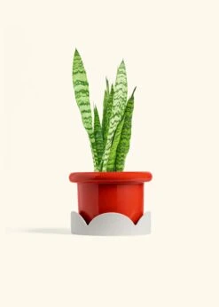 Snake Plant 'Zeylanica', Medium -Home Living Store SNAKE ZEYLANICA 6 FATLIP RED TRAY BEIGE 6 bckgrnd cream