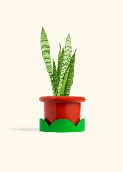 Snake Plant 'Zeylanica', Medium -Home Living Store SNAKE ZEYLANICA 6 FATLIP RED TRAY GREEN 6 bckgrnd cream