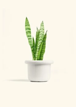 Snake Plant 'Zeylanica', Medium -Home Living Store SNAKE ZEYLANICA 6 FATLIP WHITE 6 bckgrnd cream