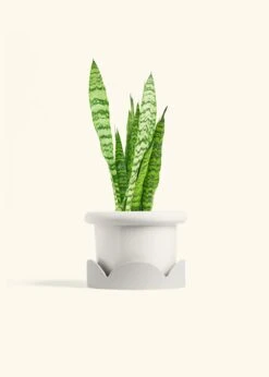Snake Plant 'Zeylanica', Medium -Home Living Store SNAKE ZEYLANICA 6 FATLIP WHITE TRAY BEIGE 6 bckgrnd cream