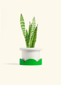 Snake Plant 'Zeylanica', Medium -Home Living Store SNAKE ZEYLANICA 6 FATLIP WHITE TRAY GREEN 6 bckgrnd cream