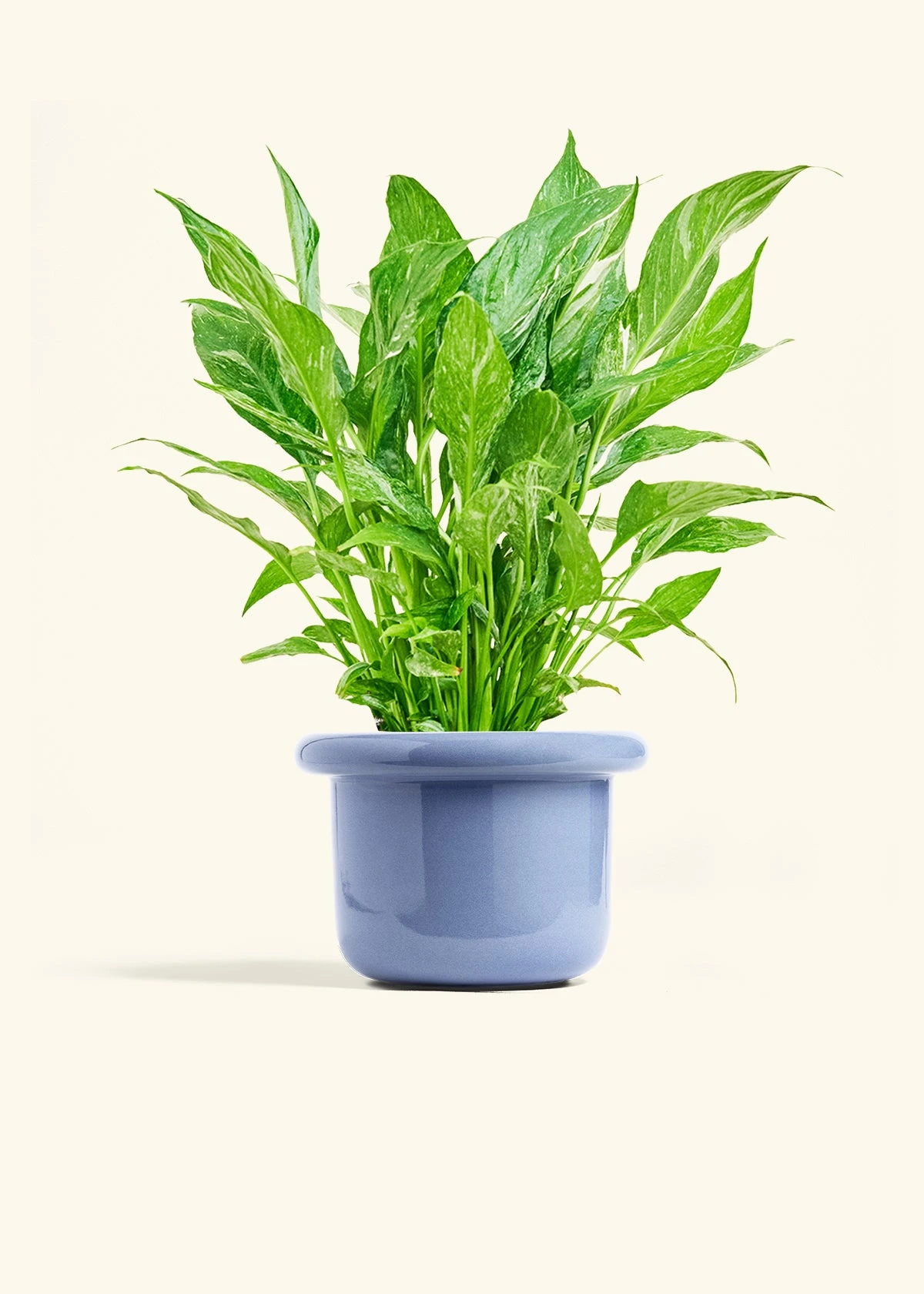 Variegated Peace Lily, Medium 12 Variegated Peace Lily, Medium - Image 10