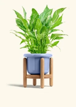 Variegated Peace Lily, Medium 34 Variegated Peace Lily, Medium -Home Living Store SPATH DOMINO 6 FATLIP BLUE STAND 6 bckgrnd cream