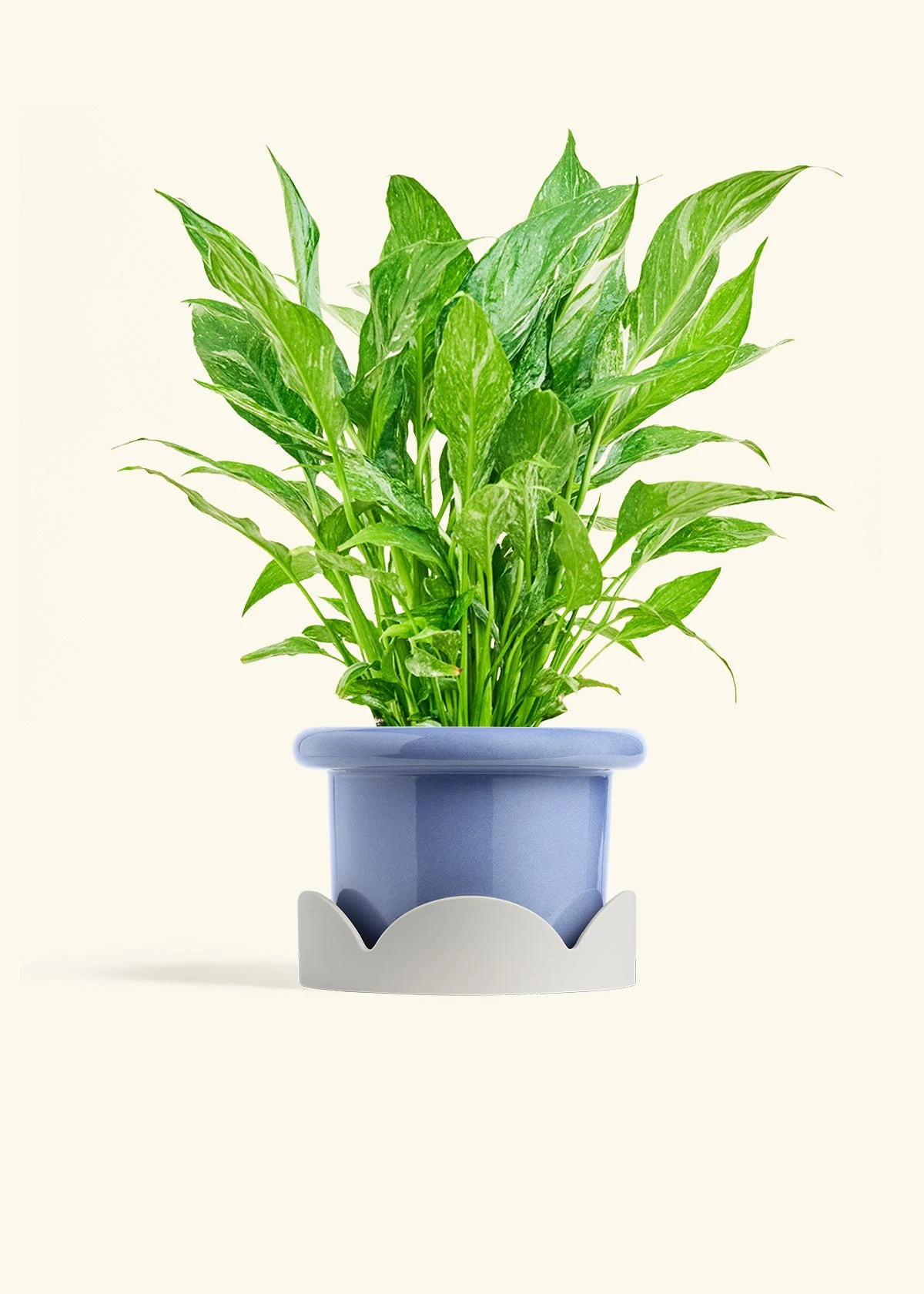 Variegated Peace Lily, Medium 14 Variegated Peace Lily, Medium - Image 12