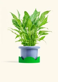 Variegated Peace Lily, Medium 32 Variegated Peace Lily, Medium -Home Living Store SPATH DOMINO 6 FATLIP BLUE TRAY GREEN 6 bckgrnd cream