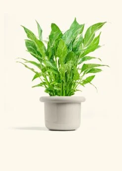 Variegated Peace Lily, Medium 39 Variegated Peace Lily, Medium -Home Living Store SPATH DOMINO 6 FATLIP OAT 6 bckgrnd cream