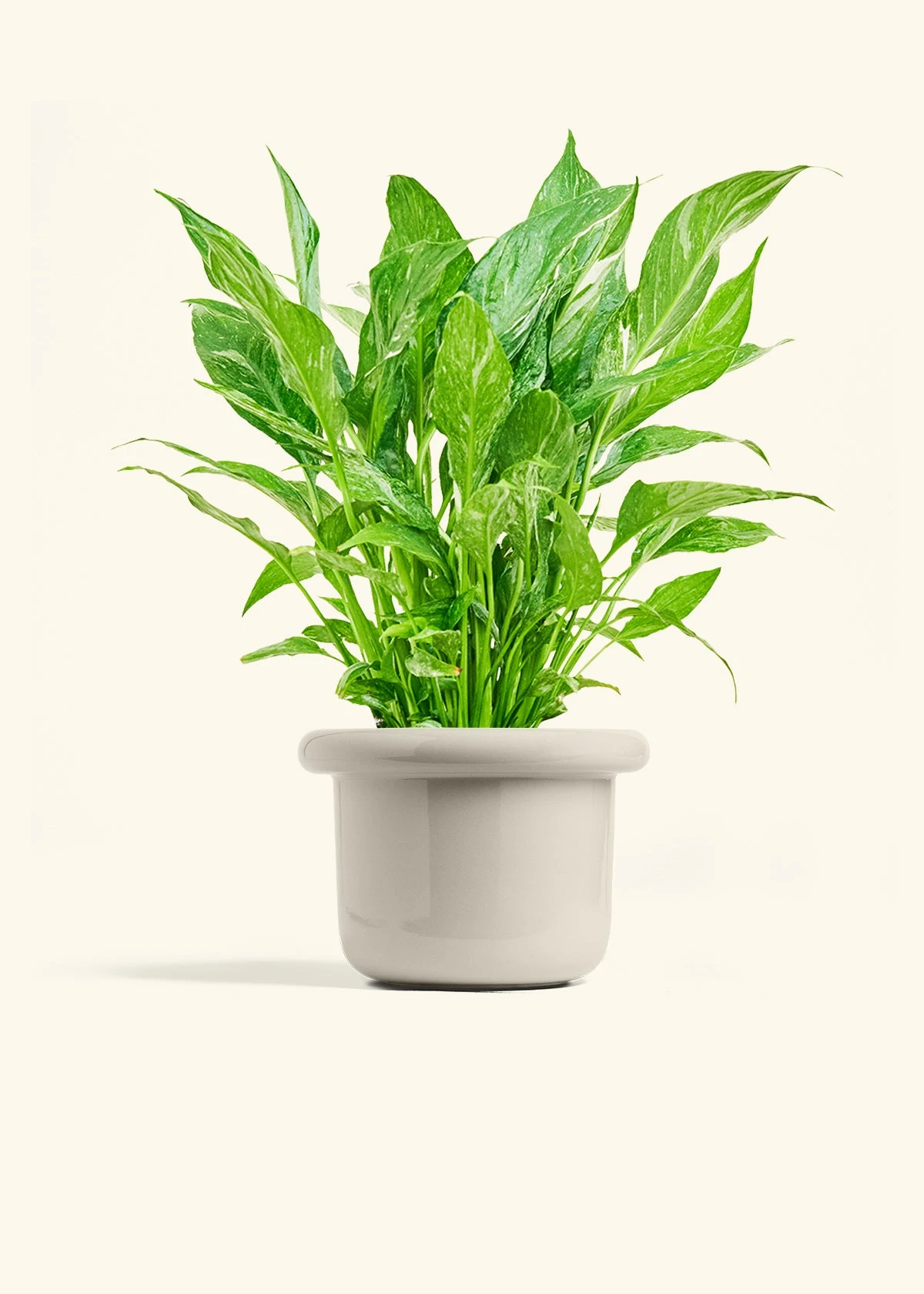 Variegated Peace Lily, Medium 20 Variegated Peace Lily, Medium - Image 18