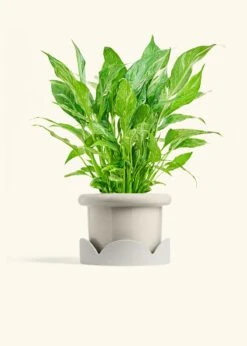 Variegated Peace Lily, Medium 41 Variegated Peace Lily, Medium -Home Living Store SPATH DOMINO 6 FATLIP OAT TRAY BEIGE 6 bckgrnd cream
