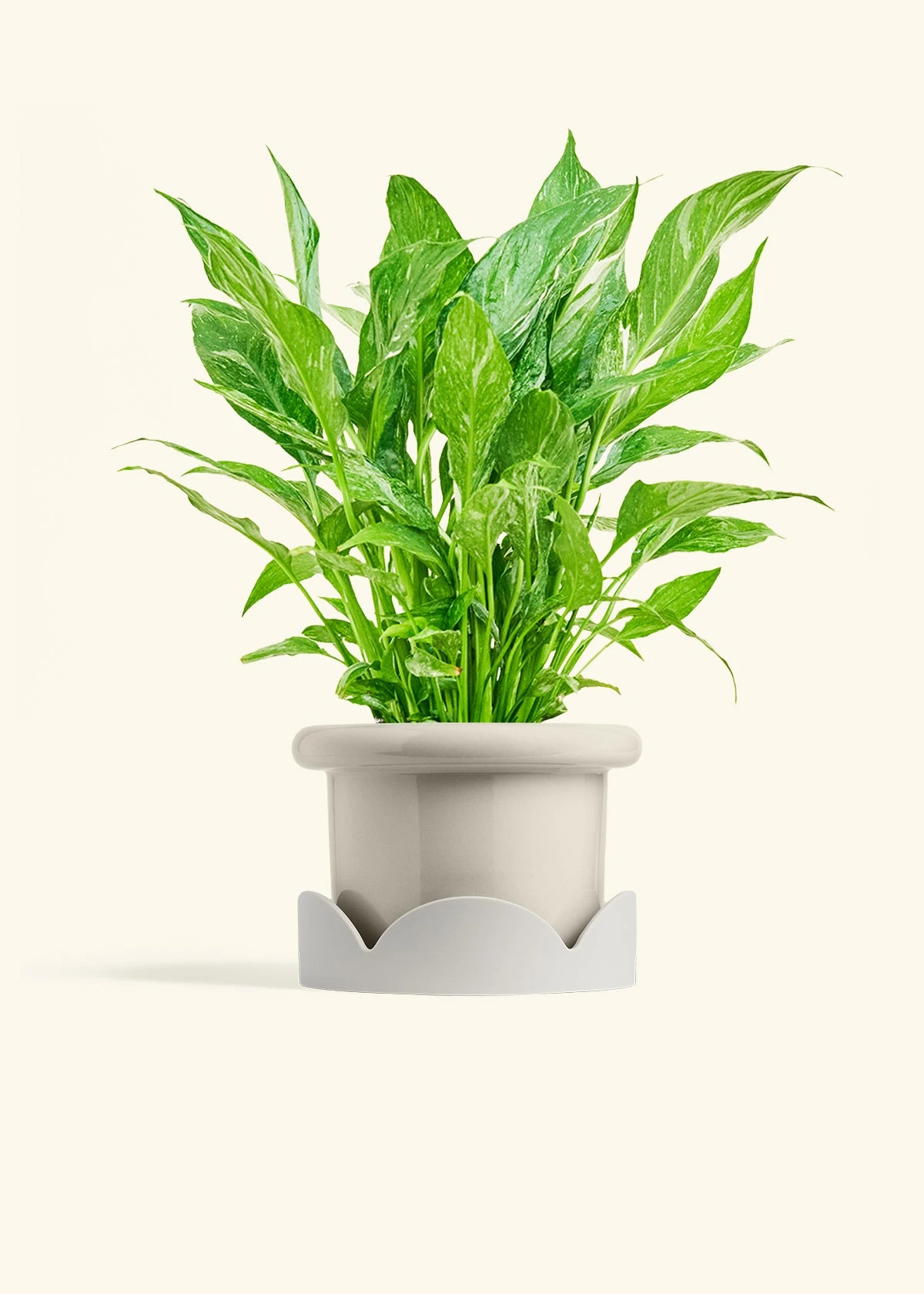 Variegated Peace Lily, Medium 22 Variegated Peace Lily, Medium - Image 20