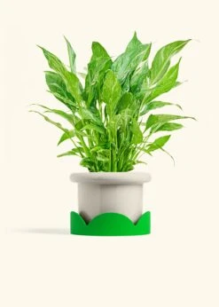 Variegated Peace Lily, Medium 40 Variegated Peace Lily, Medium -Home Living Store SPATH DOMINO 6 FATLIP OAT TRAY GREEN 6 bckgrnd cream