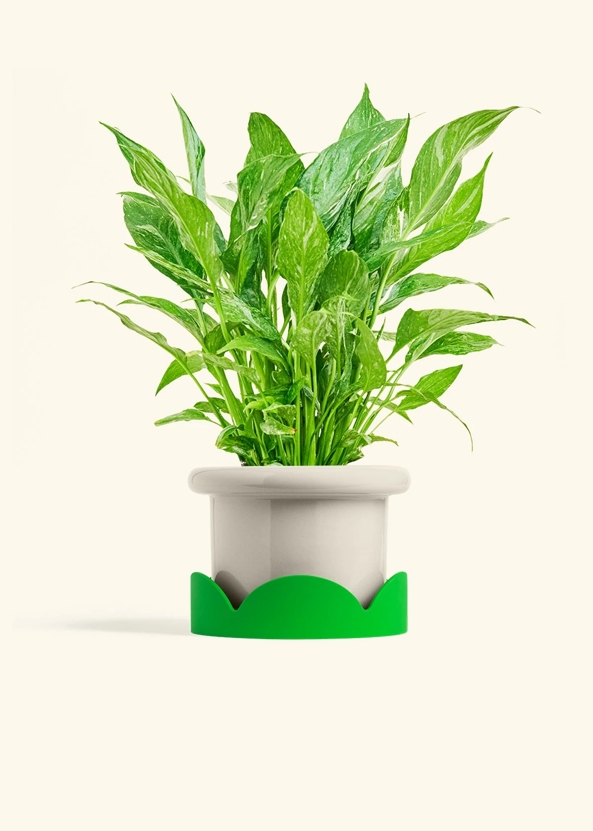 Variegated Peace Lily, Medium 21 Variegated Peace Lily, Medium - Image 19