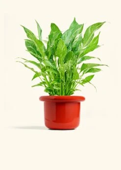 Variegated Peace Lily, Medium 35 Variegated Peace Lily, Medium -Home Living Store SPATH DOMINO 6 FATLIP RED 6 bckgrnd cream