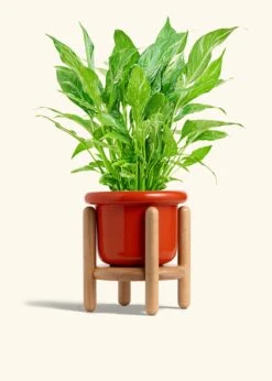 Variegated Peace Lily, Medium 38 Variegated Peace Lily, Medium -Home Living Store SPATH DOMINO 6 FATLIP RED STAND 6 bckgrnd cream